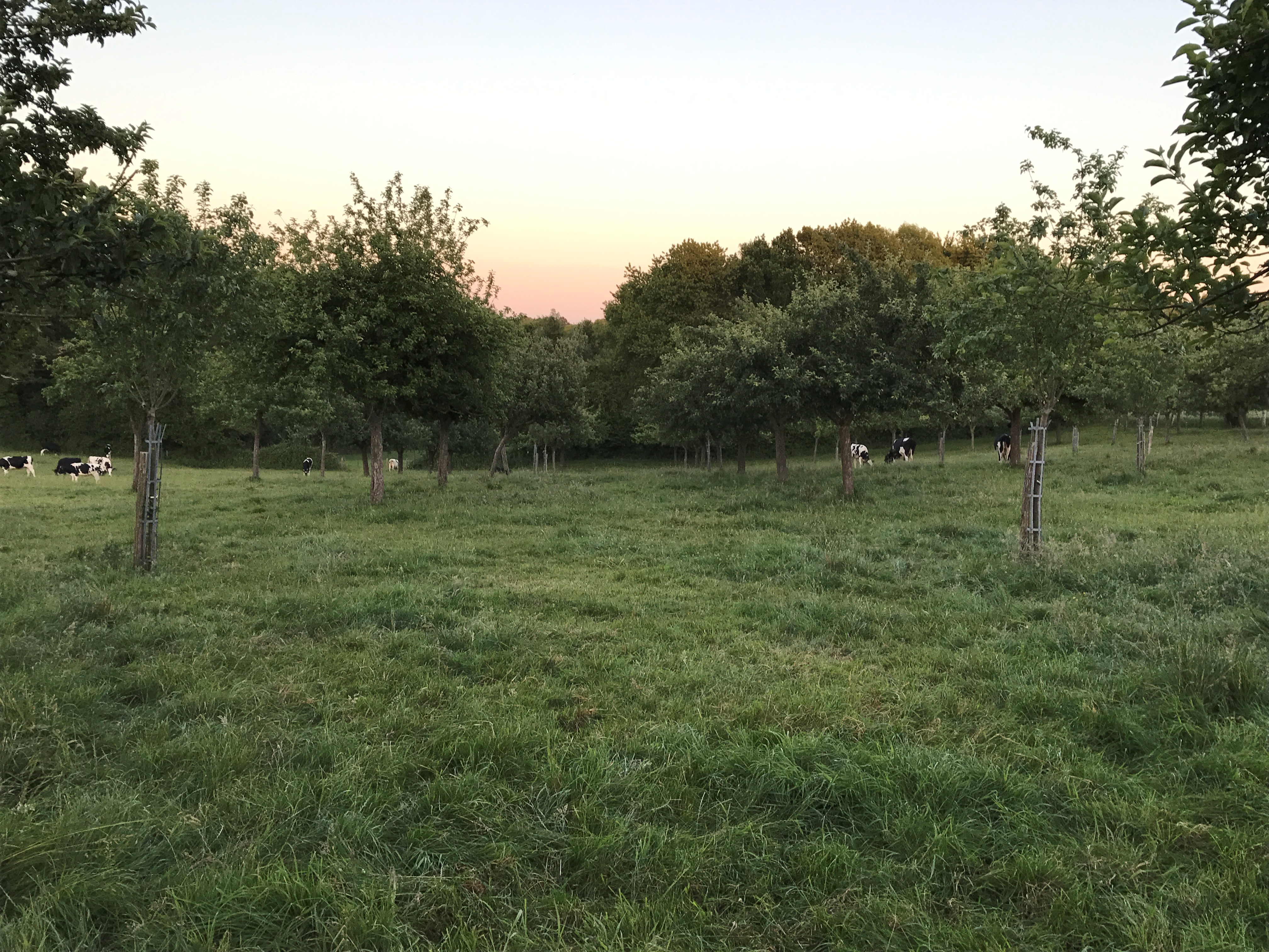 Lesuffleur