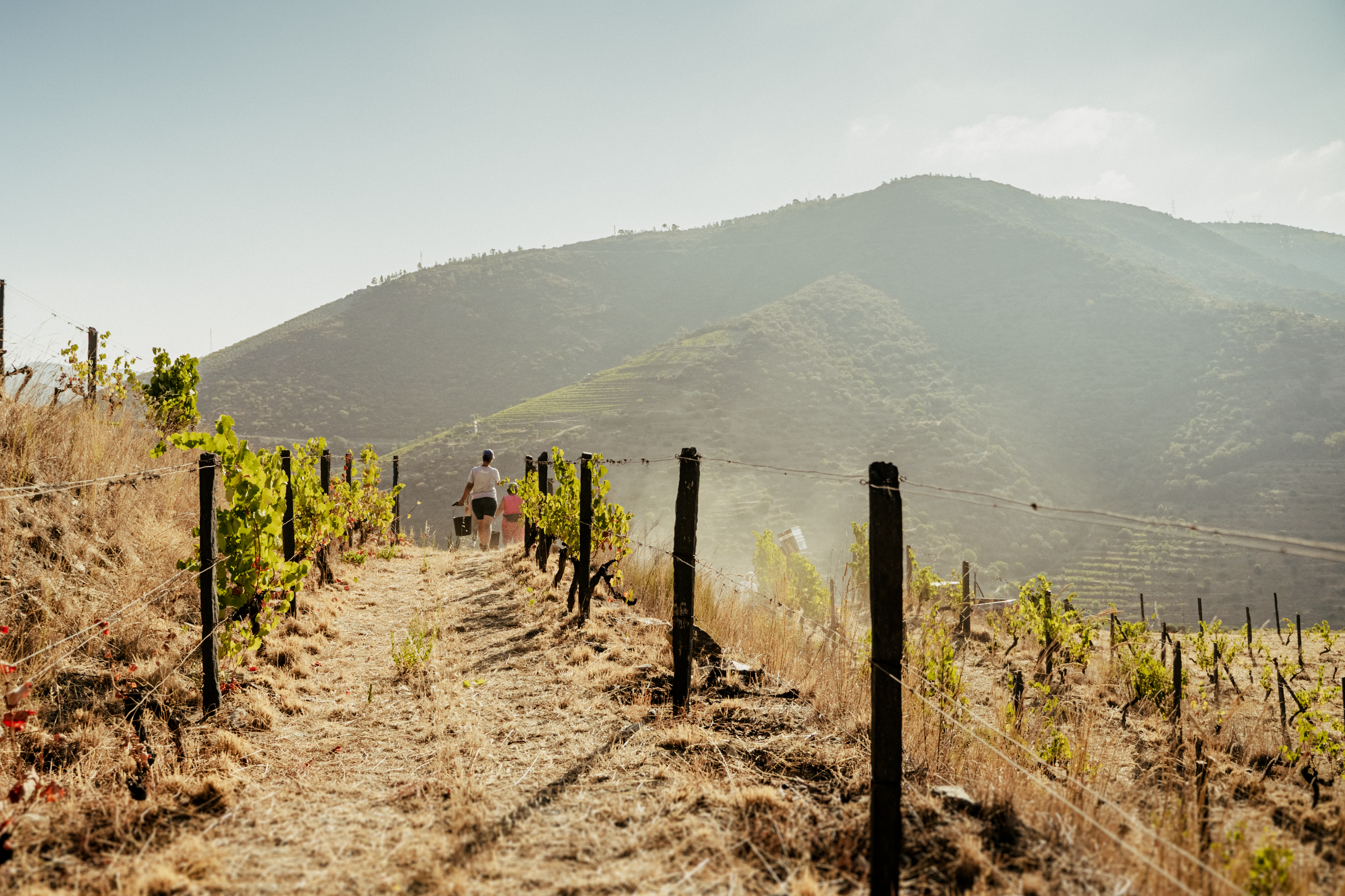 Quinta da Lomba - Niepoort