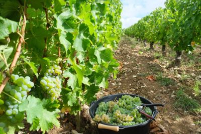 Domaine du Bouchot