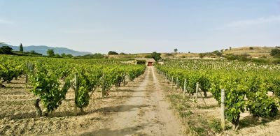 Artadi