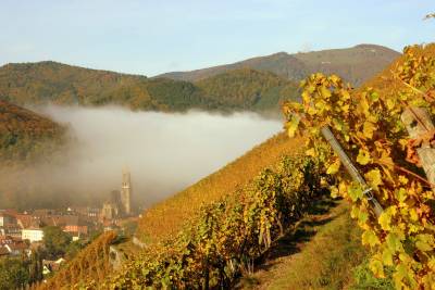Domaine Zind-Humbrecht