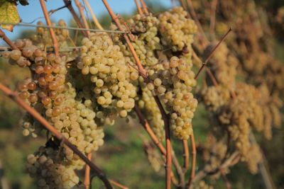 Aphros Wine