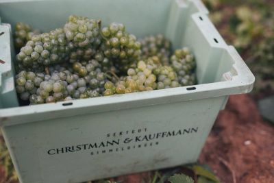 Christmann & Kauffmann