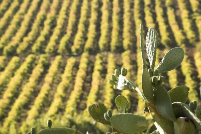 Vino Lauria