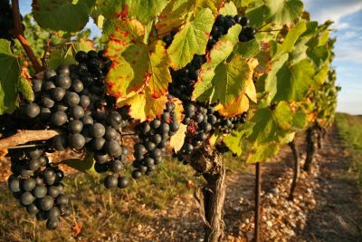 Clos Troteligotte